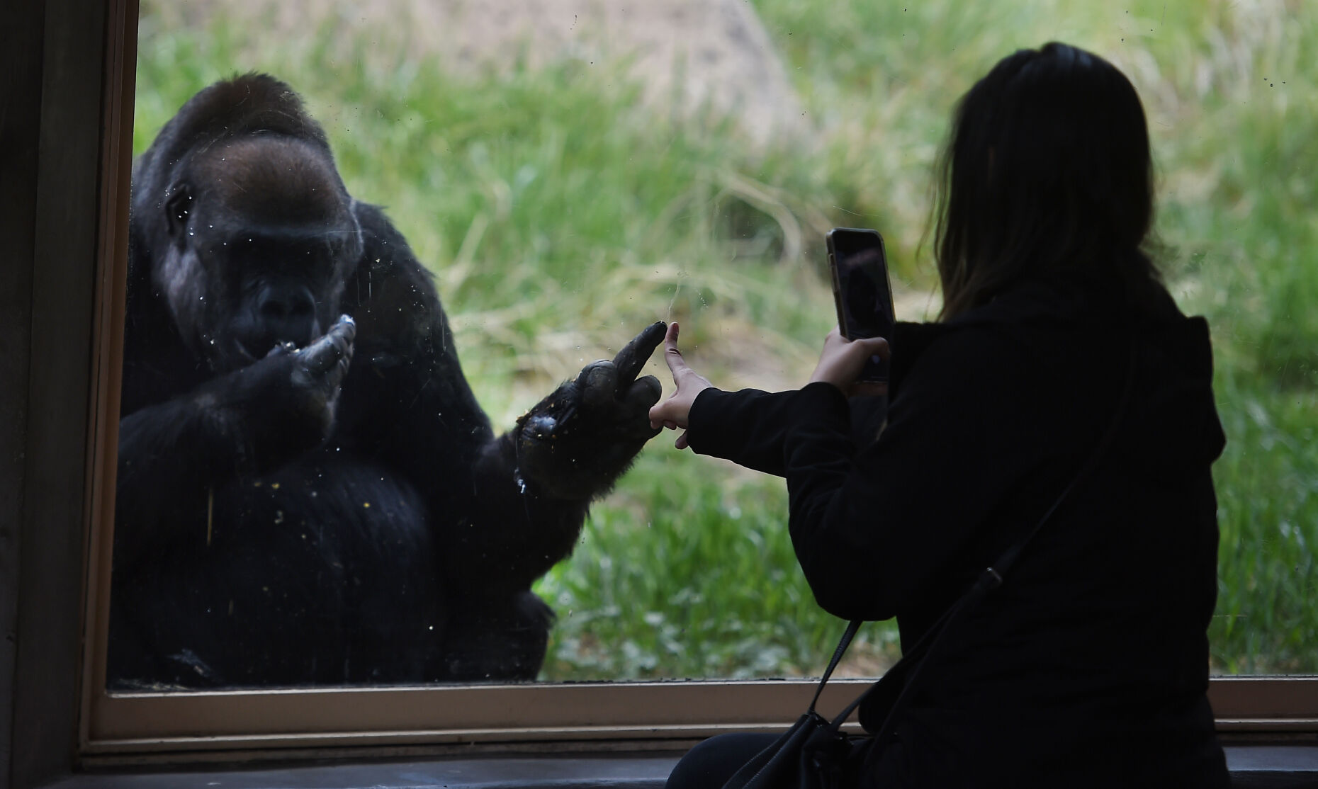 061222-life-gorilla 05.JPG
